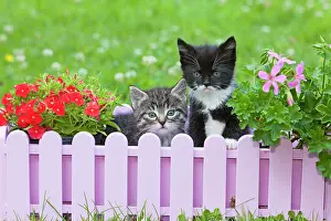 Picket: Cat - two kittens playing in plant pot holder - on lawn