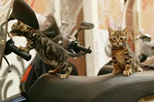 Scooter: Cat - Kittens playing on scooter