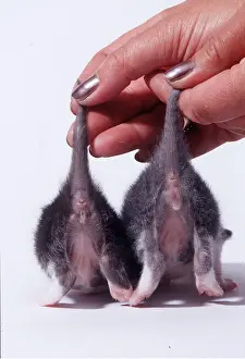 Queen: CAT - kittens being sexed