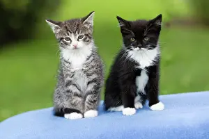 Furnishings: Cat - two kittens sitting together on cushion - outdoors