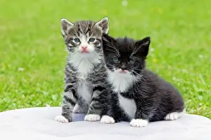 Lawns: Cat - two kittens sitting together - in garden