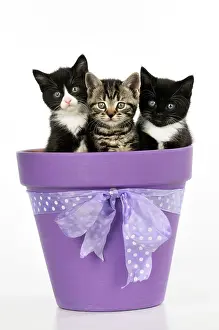 Pots: CAT. Kittens sitting in a plant pot