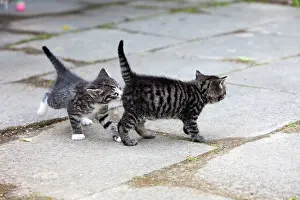 Sniff: Cat - two kittens - one sniffing the other's behind