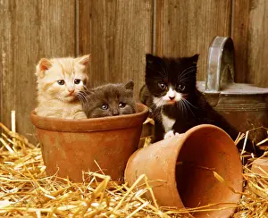 Pots: CAT - kittens x three in flowerpots