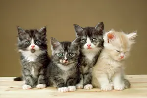 Huddled: CAT - Kittens x four in a line