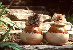 Frederic Rolland: CAT - kittens x two in pots