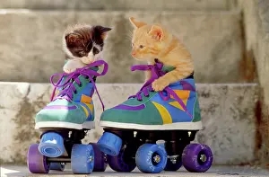 Skates: CAT - kittens x two in roller skates