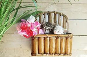 Frederic Rolland: CAT - kittens x two in wall box with sweet pea flowers