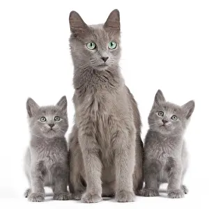 Korats: Cat - Korat