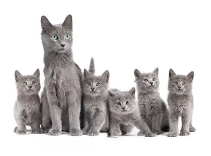 Korats: Cat - Korat