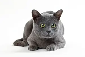 Korats: Cat Korat