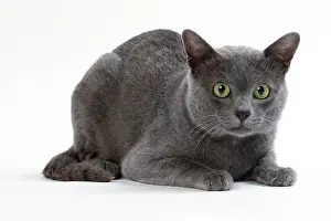 Korats: Cat Korat