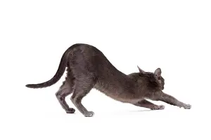 Bowing: Cat - Korat