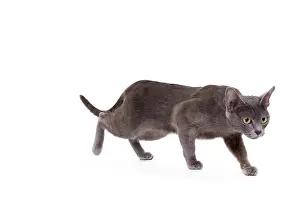 Korat: Cat - Korat