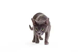 Korat: Cat - Korat