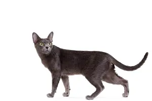 Korat: Cat - Korat