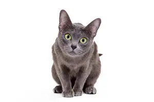Korat: Cat - Korat