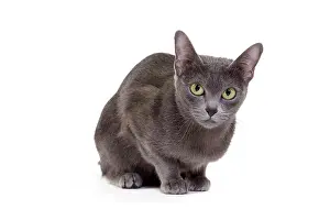 Korat: Cat - Korat