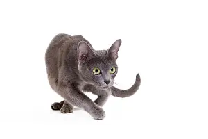 Korat: Cat - Korat