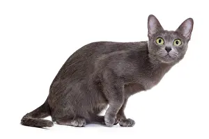 Korat: Cat - Korat