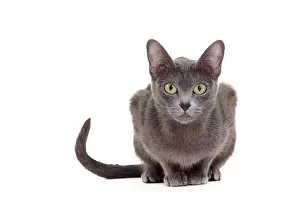 Korat: Cat - Korat