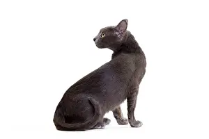 Korat: Cat - Korat