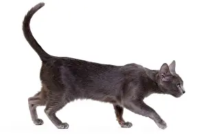 Korat: Cat - Korat