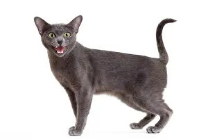 Meowing: Cat - Korat