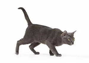 Korat: Cat - Korat