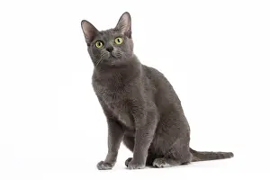 Korat: Cat - Korat