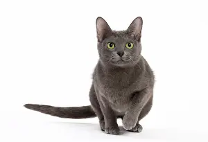 Korat: Cat - Korat