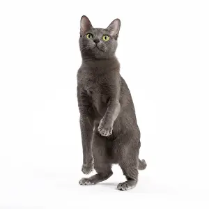 Korat: Cat - Korat