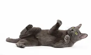 Korat: Cat - Korat