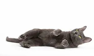 Korat: Cat - Korat