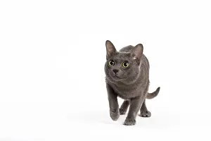 Korat: Cat - Korat