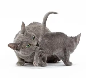 Korats: Cat - Korat - adult cleaning / washing kitten in studio