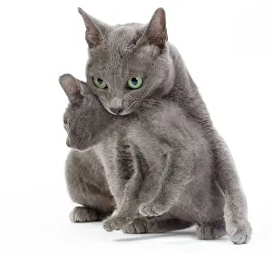 Korats: Cat - Korat - adult picking up kitten in studio