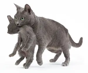 Korats: Cat - Korat - adult picking up kitten in studio