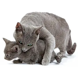 Korats: Cat - Korat - adult picking up kitten in studio