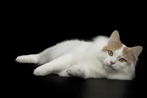 Bobtail: Cat - Kurilian Bobtail