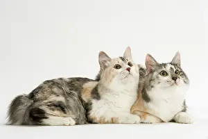 Tortie: Cat - Kurilian bobtail tortie & white in studio