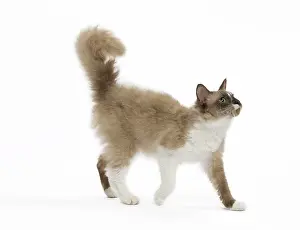 Perm: Cat - La Perm