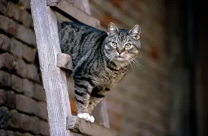 Ladder: Cat on top of ladder