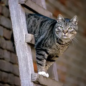 Ladder: Cat on top of ladder