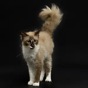Laperm: Cat - LaPerm