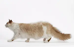 Laperm: Cat - LaPerm