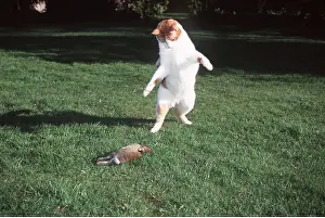 Pouncing: Cat - Leaping, playing with dead rabbit lying on grass