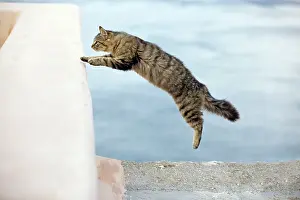 Stray: Cat - leaping - Stray
