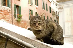 Ledges: Cat - on ledge