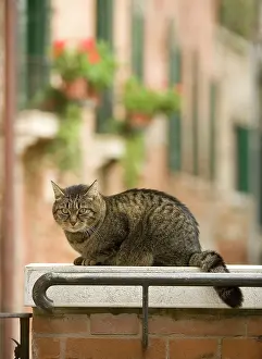 Ledges: Cat - on ledge
